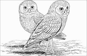 Fox colouring page great fox coloring pages 88 with additional. Printable Realistic Owl Coloring Pages For Kids Coloringbay