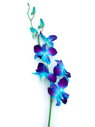 Blue Dendrobium Orchid Flowers During The Growth Process The Stalk Of A White Phalaenopsis Orchid Is Injected Blue Orchid Tattoo Orchid Flower Tattoos Orchids