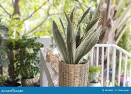 Image result for Sansevieria metallica