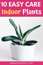 10 Easy Care Indoor Plants Easy Care Indoor Plants Indoor Plants Indoor Plant Care