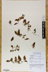 Image result for Hymenophyllum splendidum