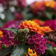 Little Lucky Lantana Family Lantana Easy Care Plants Plants
