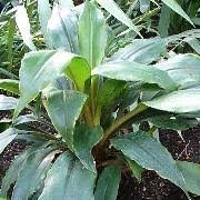 Use our water calculator to personalize watering recommendations to your environment or download greg for more advanced recommendations for all of your plants. Chlorophytum Orchidastrum Sierra Leone Lily Spider Plant Amaniense Care Plant Varieties Pruning Advice