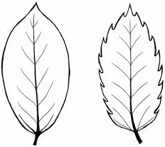 Image result for leaf margin entire