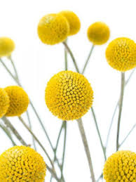 Craspedia Gelb Hochzeit Gelb Weiss Gelbe Hochzeit Gelbe Blumen Hochzeitsblumen