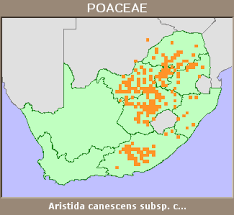 Image result for Aristida canescens