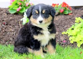 Please contact us for more information! Tandy Bernese Mountain Dog Mix Puppy For Sale Keystone Puppies