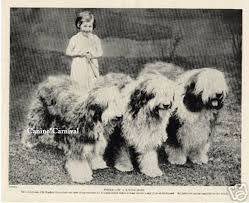 Black And White Old English Sheepdog Puppy Old English Sheepdog With Little Girl 1934 Original Dog Photo Print Oes English Sheepdog Old English Sheepdog Vintage Dog