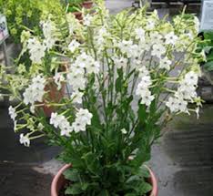 Image result for Nicolasia coronata