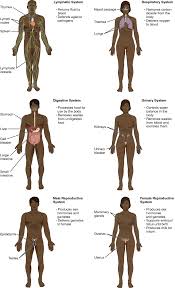 Male body structure and organs : Ja4gr3w Texccm