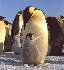 Emperor penguins have yellow ear patches that are open fading into the white of the breast feathers, whereas king penguins have orange ear. List Of Penguin Species Birdlife