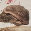 Masih di madiun, wingko babat adalah makanan yang berasal dari madiun. Https Encrypted Tbn0 Gstatic Com Images Q Tbn And9gcralf1n92tcc9kw7hho Qrygegw1r1edtc4uhxpdtriwtfmp Gn Usqp Cau