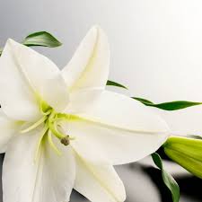 Graham Leslie's Memorial