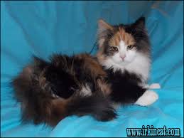 Look at pictures of kittens in columbus who need a home. What Is So Fascinating About Siberian Kittens For Sale Ohio Irkincat Com