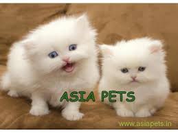 They are more than happy to spend the day cuddled up in your lap. Persian Cats For Sale In Rajkot Best Price