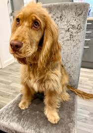 My handsome Alfie🧡