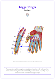 Image result for Finger Anatomy