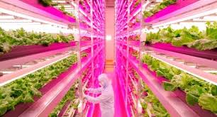 It's this light waveband that encourages plants to grow long stems, big leaves, and it can help with germination and most led light bulbs include fans to help keep things cool to prevent burning out anything. Led Grow Lights The Right Led Greenhouse Lighting