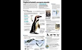 The way of the sushido, overcooked! Infografia Pinguino De Humboldt Una Especie Vulnerable Pinguino De Humboldt Pinguinos Vulnerable