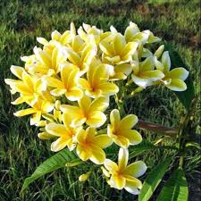 Framing the ovals are additional white and blue flowers with small golden plants that are possibly sheaves of wheat. Big Yellow Flower W White Edge Giant Kalachuchi Plumeria Seeds Shopee Philippines