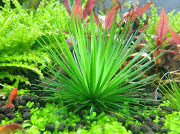 Image result for Eriocaulon inyangense