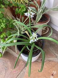 Image result for Hermbstaedtia odorata