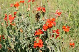 Image result for Crossandra mucronata