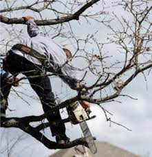 Tree Services Landscape Solutions Tree Care Tree Service