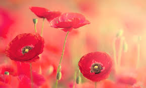 Use a fast and close focusing lens a macro lens is an ideal option, but it … 8 Flower Photography Tips To Make Your Photographs Bloom Shaw Academy