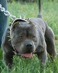 What A Hunk But They Need To Lose That Frigging Log Chain Pitbulls Bully Dog Dogs