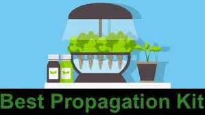We did not find results for: The 12 Best Propagation Kit For Growing Weed 2021 Reviews 420 Big Bud