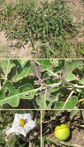 Image result for Solanum lichtensteinii