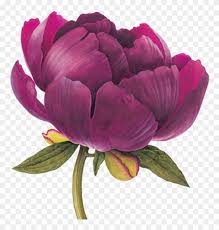 Images / 1 / 2. Peony Buckeye Belle Peonies Botanical Illustration Free Transparent Png Clipart Images Download