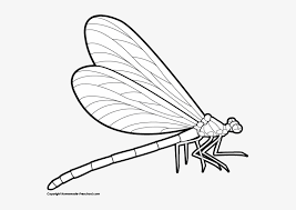 We did not find results for: Dragonfly Dragonfly Drawing Side View Transparent Png 559x499 Free Download On Nicepng