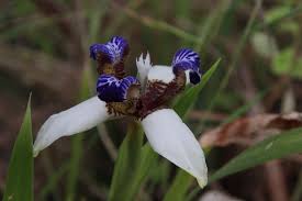 Image result for Neomarica northiana