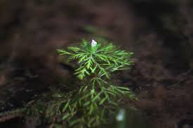 Image result for Limnophila indica