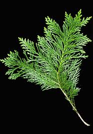 Image result for Cyphia lasiandra