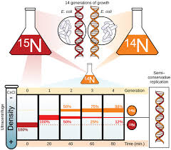 7 3a Basics Of Dna Replication Biology Libretexts