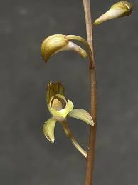 Image result for Oeceoclades