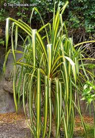 Image result for Pandanus sp. A