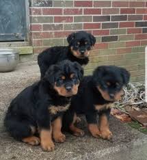 Pet city pet shops has rottweiler puppies for sale! Puppy Stores Places Vip Puppies