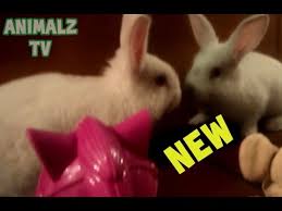 Your rabbit will probably not like the news, soap operas and chat shows. Cute Pet Rabbit Seeing Herself In Mirror For The First Time And Playing In Toys New Hd Video Youtube