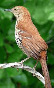 Pin By Tena Eddy On Birds In My Yard Birds Of Georgia Brown Thrasher State Birds
