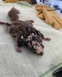 Image result for squirrel poop