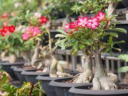 Check spelling or type a new query. 5 Hal Yang Diperhatikan Dalam Merawat Bunga Adenium
