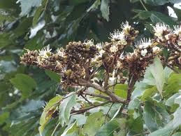 Image result for Pteleopsis anisoptera