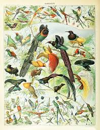Birds Vintage Botanical Poster Wall Art Museum Outlets Antique Bird Illustration Bird Prints Bird Poster