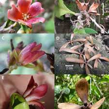 Image result for Strephonema sericeum