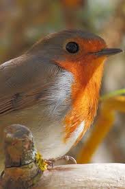 Birds On Natureholics Deviantart Pet Birds Pretty Birds Animals Beautiful