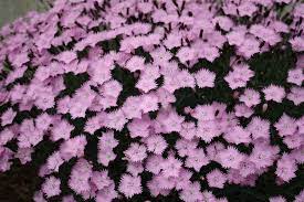 Use it to edge a bed or grow it in your rock garden for a splash of cool color. Datei Dianthus Baths Pink 08 Jpg Wikipedia